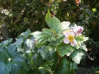 Herbstanemone.webp