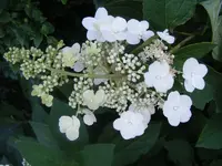 Rispenhortensie.webp