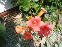 Klettertrompete  rot.webp