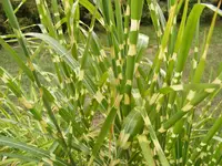 DSCF1821.webp
