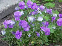 100_6901.webp