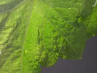 1439139742438.webp