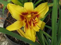 autumn star_1067x800.webp