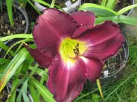 lila laune2_1067x800.webp