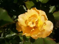 P8091101.webp