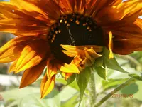 P8091104.webp