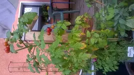 WP_20150809_002.jpg