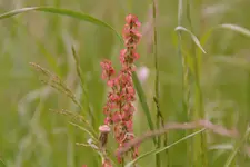 Die Wiese_3954.webp