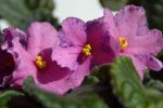 DSC_9231.jpg