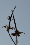 DSC_4616.jpg