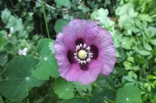DSCF2636.webp