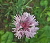 DSCF2629 (3).webp