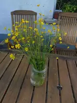 P1470460.webp
