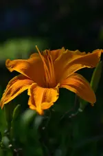 14Orangerspider.webp