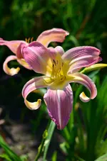 14Orchidcorsage.webp
