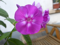 P1490227.webp
