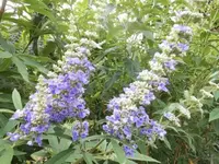 Bilda008.webp
