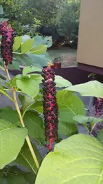 PFLANZE GARTEN_ 2----20150809_190001.jpg