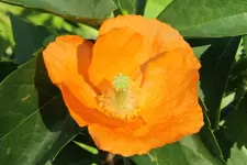 K800_IMG_1963.webp