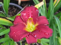 rote anja_1067x800.webp