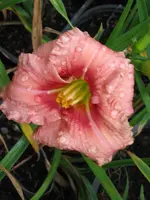 sil.ribon candy_600x800.webp