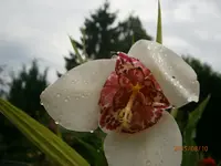 P8101120.webp