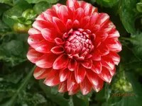 P8101122.webp