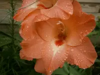 P8101123.webp