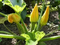 Zucchini.webp