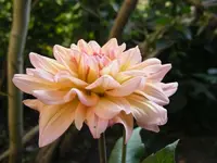 DahlieVonAnkeS.webp