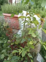 2015-08-02 Rosensteckling1.webp