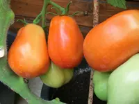 CIMG1315.webp