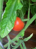 CIMG1314.webp