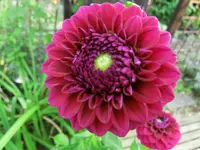 CIMG1310.webp