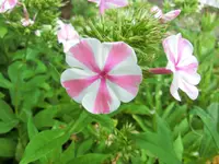CIMG1308.webp