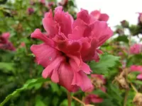 CIMG1301.webp