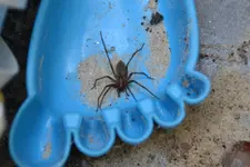 Spinne_0001.webp