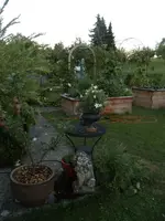 2015-08-02 Garteneingang_neuer Baum.webp