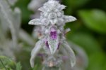 DSC_4032.jpg