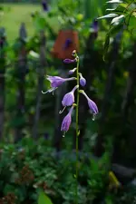 Mini Hostablüte.webp