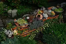 Sedum Mauer.webp