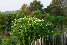 Wunderblume (1).webp