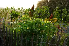 Wunderblume (4).webp