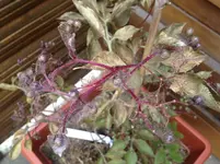 image.webp