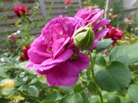 P1490338.webp
