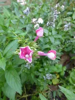 P1490155.webp