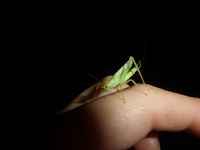 P1490027.webp