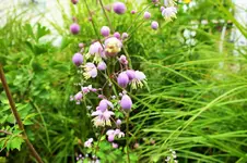 DSCF2750 (2).webp