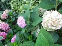 Bilda002.webp