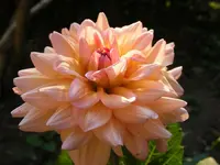 DahlieVonAnkeS2.webp